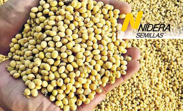 Semillas de Soja Nidera