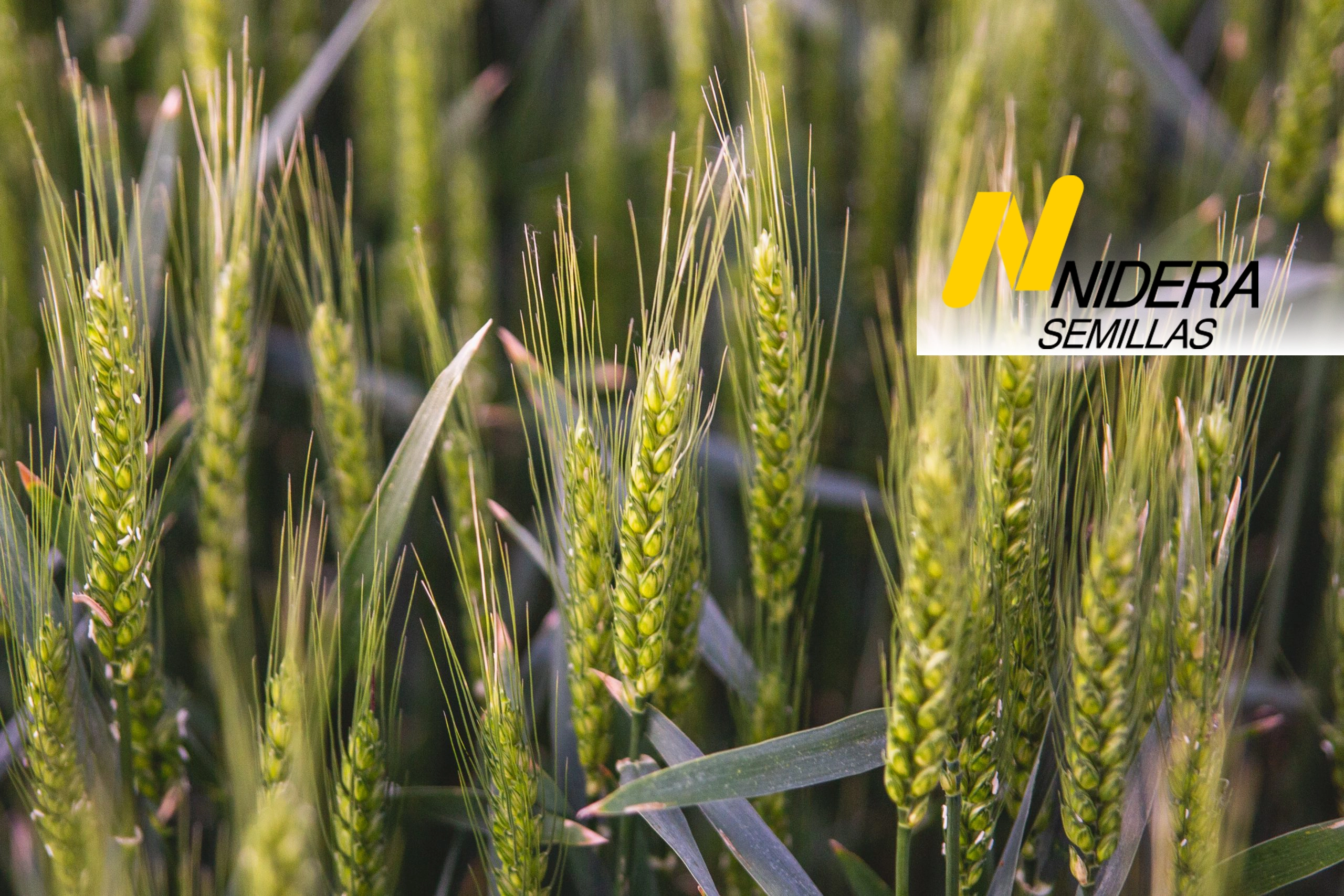Semillas de Trigo Nidera